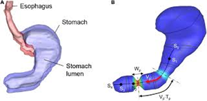 capsule digest