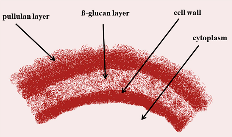 පුලුලන් කැප්සියුලය